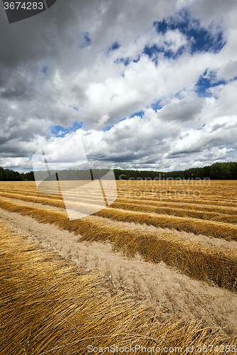 Image of Flax field . autumn