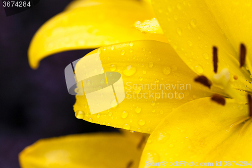 Image of  yellow lily . spring