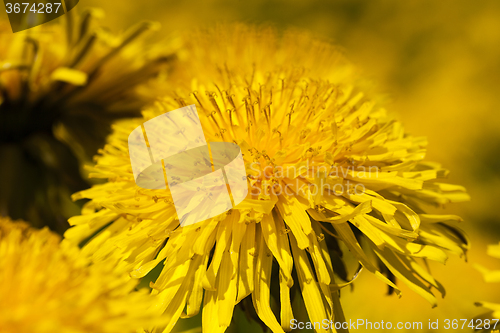 Image of   close up flowers  dandelions