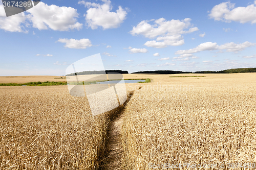 Image of path in the field  