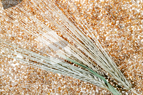 Image of wheat  close up 