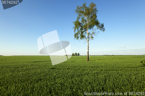 Image of tree in the field  