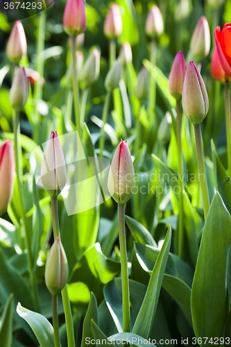 Image of red tulips  . spring