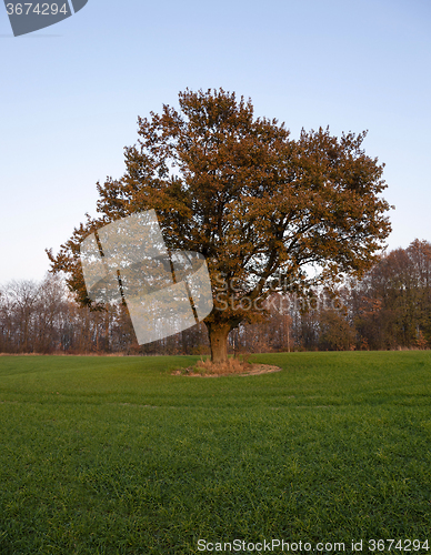 Image of Oak autumn .  agricultural field