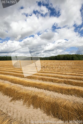 Image of Agricultural field .  flax 