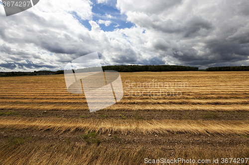 Image of Flax field . autumn