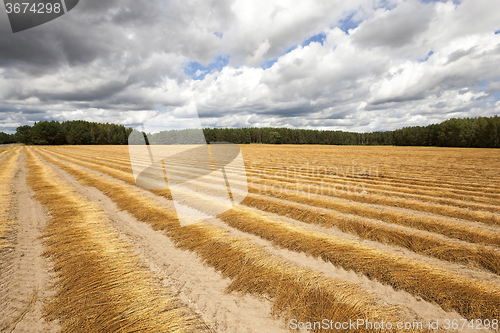 Image of Flax field . autumn