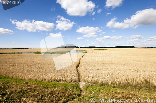 Image of harvesting cereals  . Agriculture