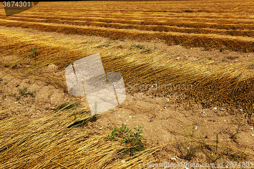 Image of Flax field . autumn