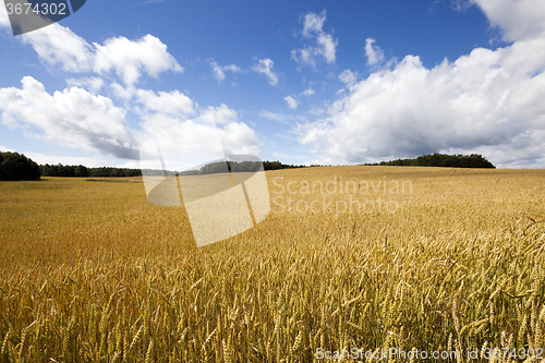 Image of   ripe yellow cereals