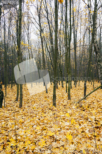 Image of   trees in the autumn 