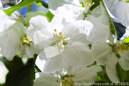 Image of blooming apple trees  