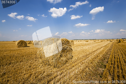 Image of  field after harvesting cereal