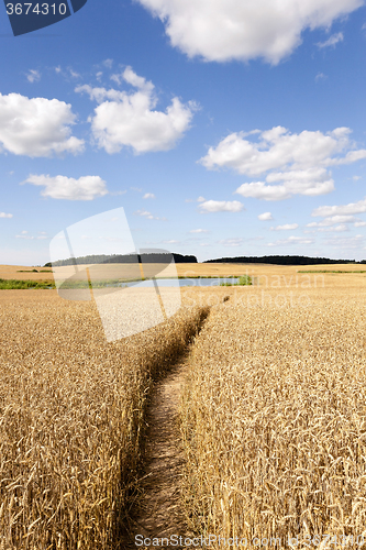 Image of path in the field  