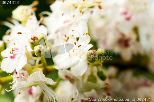 Image of   close-up flower chestnut