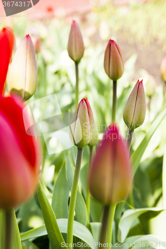 Image of red tulips  . spring