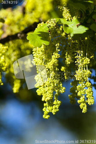 Image of blooming oak . spring  