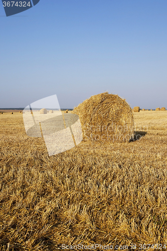 Image of haystacks straw  . summer