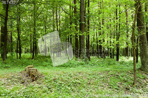 Image of trees in spring  