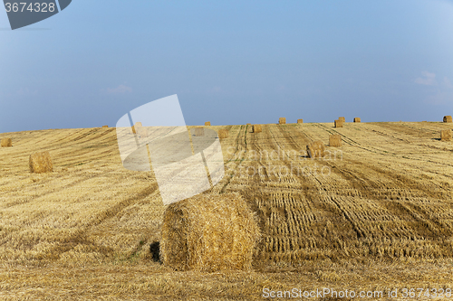 Image of haystacks straw  . summer