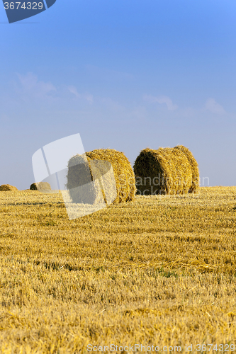 Image of haystacks straw  . summer