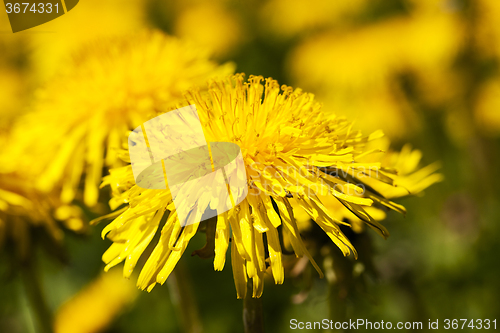Image of yellow dandelion . spring