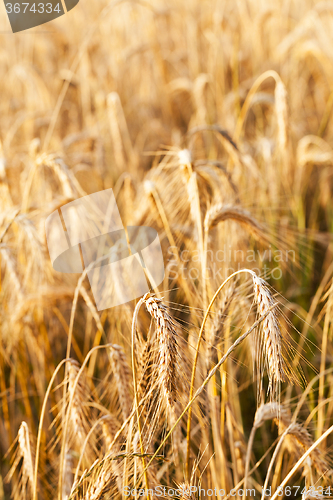 Image of mature cereal . close-up  