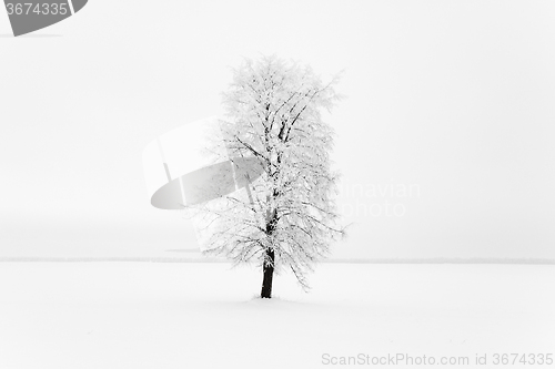 Image of tree in the field 