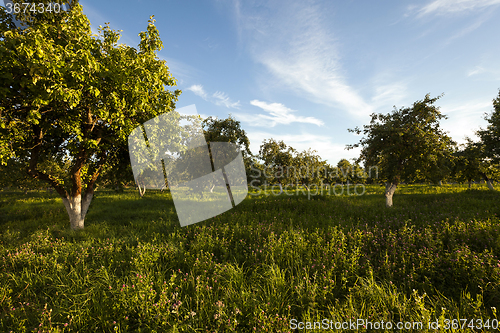Image of apple orchard . garden