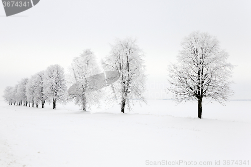 Image of trees in winter 