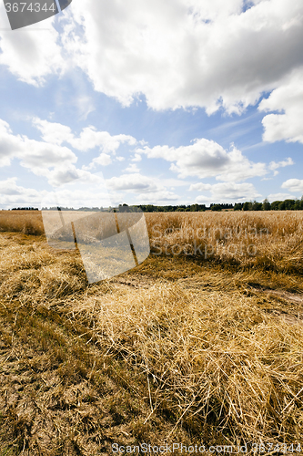 Image of   field with cereals  