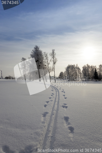 Image of trees in winter 