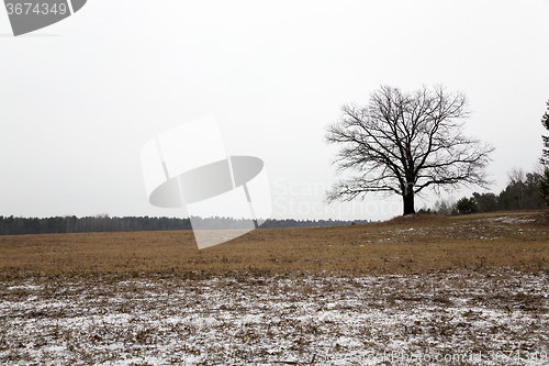 Image of lonely tree . winter 