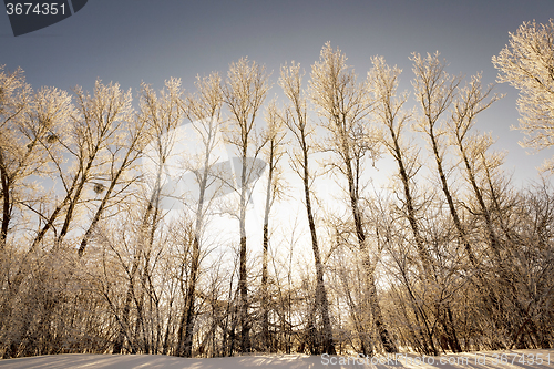 Image of trees in winter  