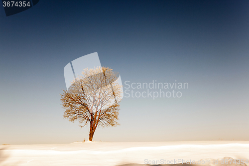 Image of trees in winter  