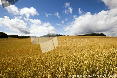 Image of   ripe yellow cereals