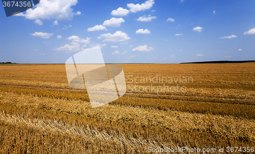 Image of agriculture . cereals. summer