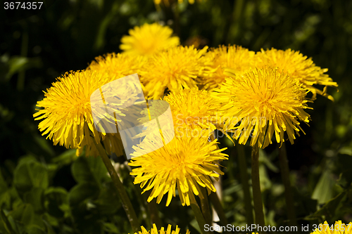 Image of  yellow dandelion flowers