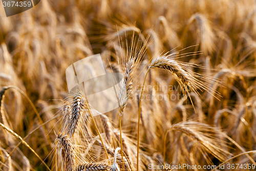 Image of mature cereal . close-up  