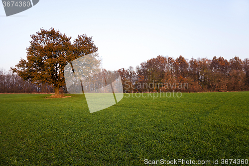 Image of Oak autumn . agricultural field