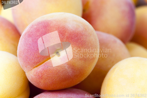 Image of ripe apricots .  close-up  