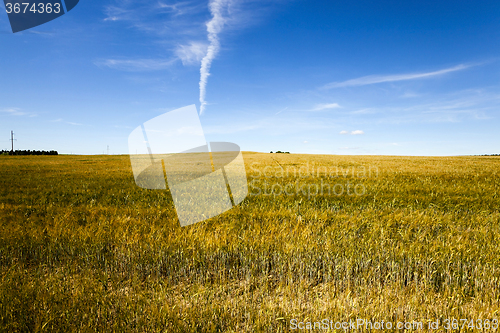 Image of immature cereals . field