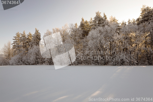 Image of trees in winter  