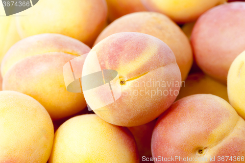 Image of ripe apricots .  close-up  