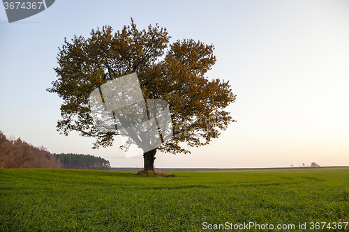 Image of Oak autumn  season