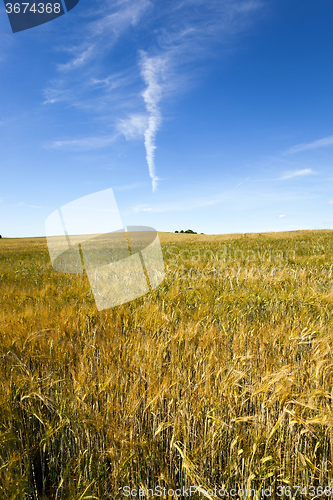 Image of ripened cereals  . field  