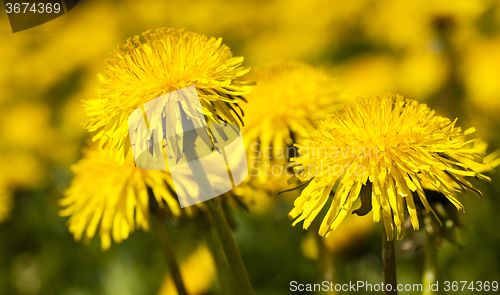 Image of yellow dandelion . spring