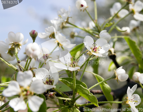 Image of   White cherry blossoms 