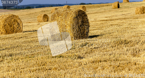 Image of Stack of straw  