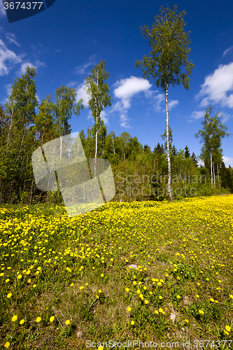 Image of yellow dandelions . spring season